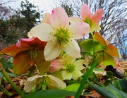 55 Helleborus niger -Ellebori